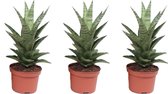 Kamerplanten van Botanicly – 3 × Vrouwentongen – Hoogte: 40 cm – Sansevieria Tough Lady