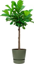Ficus Lyrata op stam in Greenville groen | Vioolbladplant / Tabaksplant