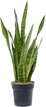 Kamerplant van Botanicly – Vrouwentongen – Hoogte: 65 cm – Sansevieria Zeylanica