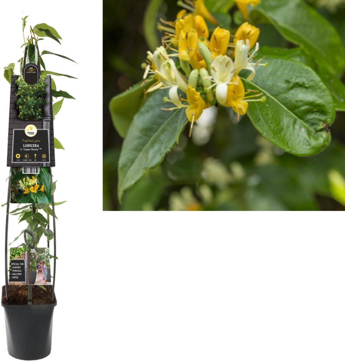 Starre Groenblijvende Klimplant Lonicera h. Copper Beauty 120cm