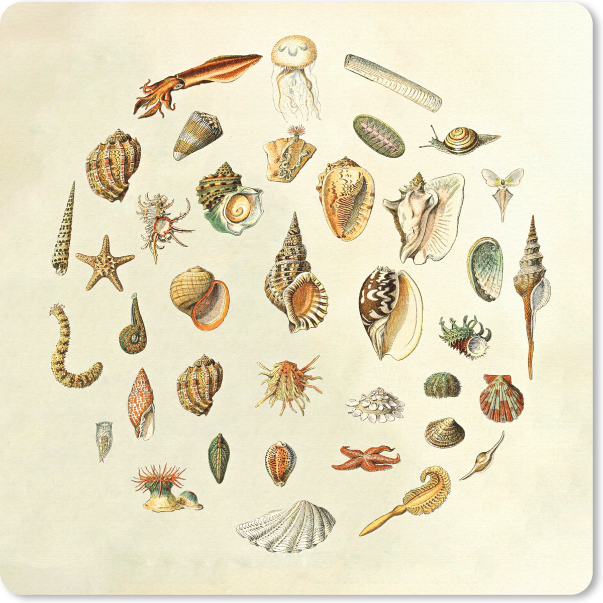 Muismat 20x20 cm - Mousepad Schelpen - Zeedieren - Vintage - Muismatten