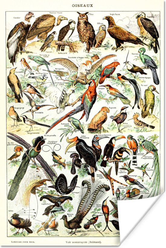 Poster Vogel - Dieren - Natuur - 80x120 cm