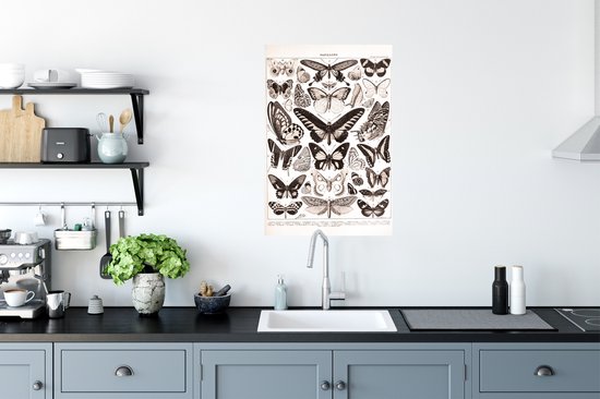 Poster Vlinder - Insecten - Dieren - 40x60 cm