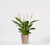 Spathiphyllum in sierpot Babe Zand – witte kamerplant – luchtzuiverende lepelplant - ↕35-45cm – Ø13 – geleverd met plantenpot – vers uit de kwekerij