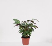 Calathea Compactstar – luchtzuiverende kamerplant – pauwenplant – living plant - ↕35-45cm - Ø12 – in kwekerspot – vers uit de kwekerij