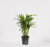 Areca – luchtzuiverende kamerplant – eenvoudig te onderhouden Goudpalm - ↕35-50cm - Ø12 – in kwekerspot – vers uit de kwekerij