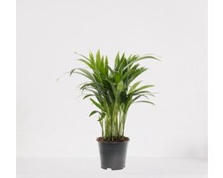 Areca – luchtzuiverende kamerplant – eenvoudig te onderhouden Goudpalm - ↕35-50cm - Ø12 – in kwekerspot – vers uit de kwekerij