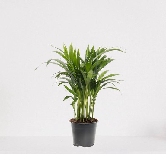 Areca – luchtzuiverende kamerplant