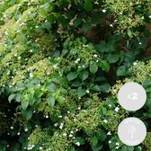 2x Hydrangea Petiolaris – Klimhortensia – Klimplant – Onderhoudsvriendelijk - ⌀15 cm - 60-70 cm