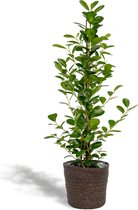 Ficus Microcarpa Moclame Met mand - Treurvijg - 95cm hoog , 21Ø - Kamerplant