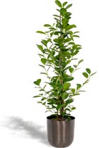 Ficus Microcarpa Moclame -  95cm hoog, ø21cm - Kamerplant in pot - Grote kamerplant - Luchtzuiverend - Vers van de kwekerij