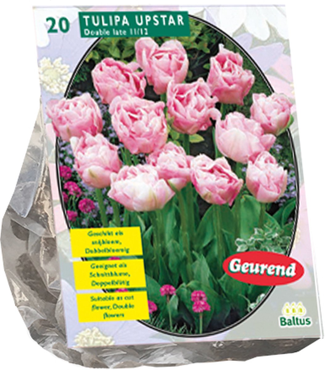 Tulipa Dubbel Laat Upstar per 20