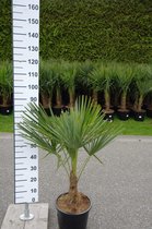 Palmboom - Trachycarpus Fortunei - winterharde palmboom