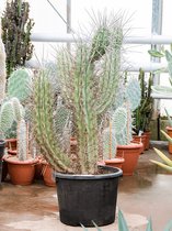 Plantenwinkel Cactus Stetsonia Coryne L 110 cm tuinplant