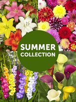 40x Collecties 'Zomer bestsellers' - BULBi® Bloembollen met bloeigarantie