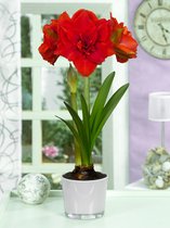 10x Hippeastrum 'Cherry nymph'  - BULBi® bloembollen en planten met bloeigarantie