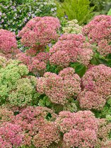 12x Vetkruid 'Sedum herbstfreude (autumn joy)' - BULBi® bloembollen en planten met bloeigarantie