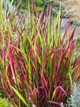 12x Siergrassen en varens 'Imperata red baron cylindrica'  - BULBi® bloembollen en planten met bloeigarantie