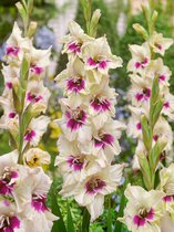 200x Gladiolen 'Amber mistique' - BULBi® bloembollen en planten met bloeigarantie