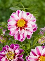 12x Dahlia 'Pink petticoat' - BULBi® Bloembollen met bloeigarantie