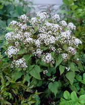 16x Vaste planten 'Eupatorium rugosum chocolate'  - BULBi® bloembollen en planten met bloeigarantie