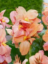 12x Bloemriet 'Canna peach blush'  - BULBi® bloembollen en planten met bloeigarantie