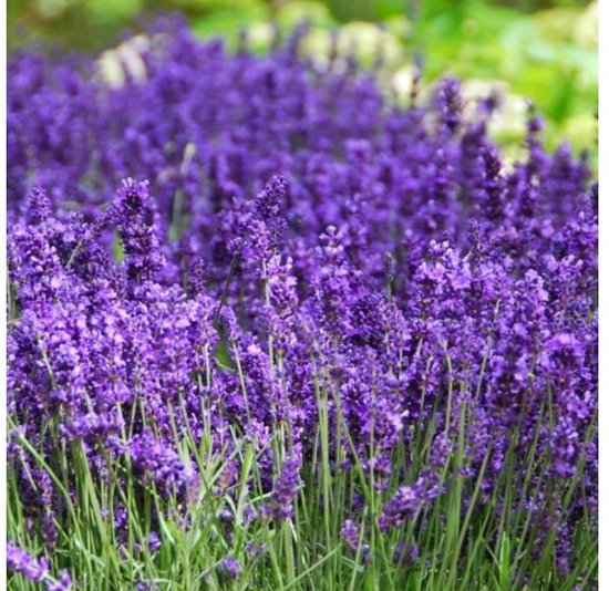 Garden Select - Set van 30 winterharde Lavendel struikjes - Lavandula angustifolia - Pot ⌀10.5cm - Hoogte ↕ 15-25cm