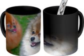 Magische Mok - Foto op Warmte Mok - Twee pomeriaanse honden - 350 ML - Uitdeelcadeautjes