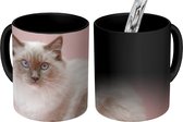 Magische Mok - Foto op Warmte Mok - Witte Perzische kat met blauwe ogen - 350 ML - Uitdeelcadeautjes