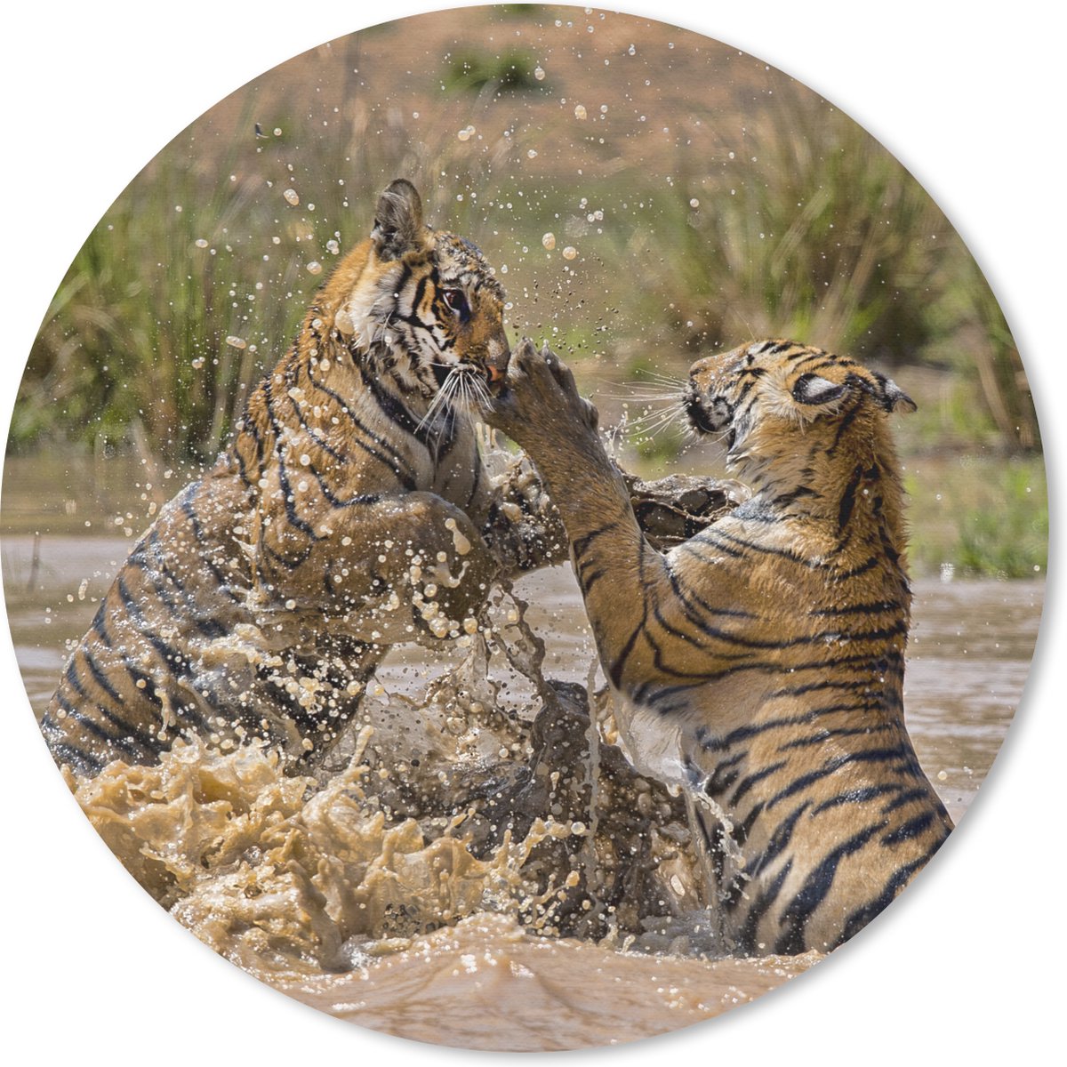Muismat rond 40x40 cm - Mousepad Jonge tijgers spelend in het water - Ronde muismatten