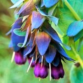Cerinthe major Purparescens