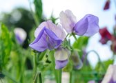 Lathyrus odorathus Erewhon