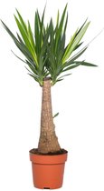 Kamerplant van Botanicly – Palmlelie – Hoogte: 70 cm – Yucca