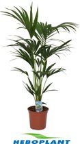 Kamerplant van Botanicly – Kentiapalm – Hoogte: 110 cm – Howea Forsteriana