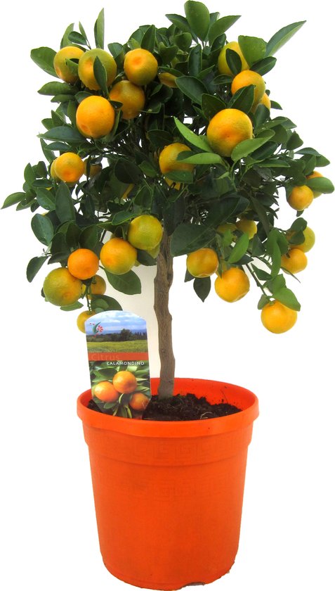 Plant in a Box - Citrus Calamondin - Citrusboom - Heerlijk geurende plant - Pot 19cm - Hoogte 55-65cm