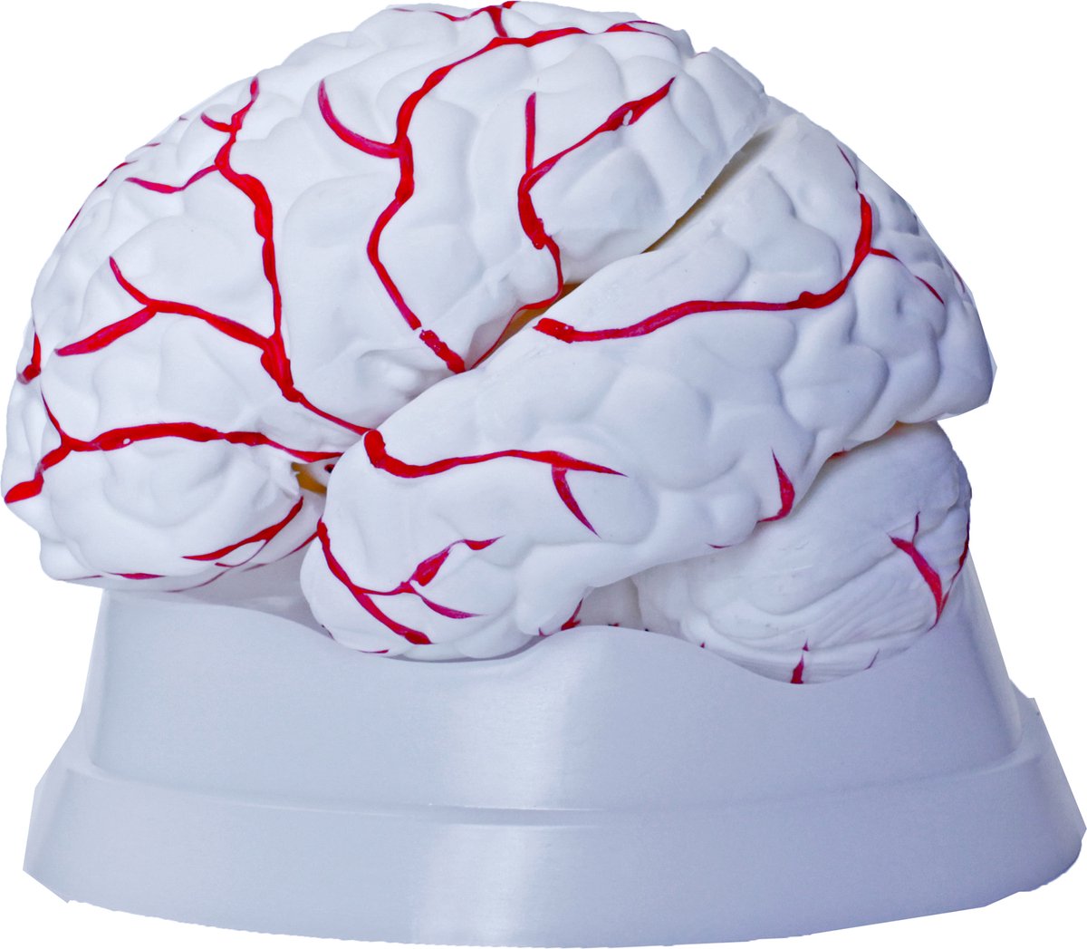 Hersenmodel, ware grootte, 8-delig, met bloedvaten, Anatomie model van de Hersenen