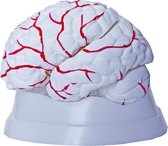 Anatomisch Hersen Model, ware grootte, 8-delig, met bloedvaten, Anatomie model Hersenen / Brein