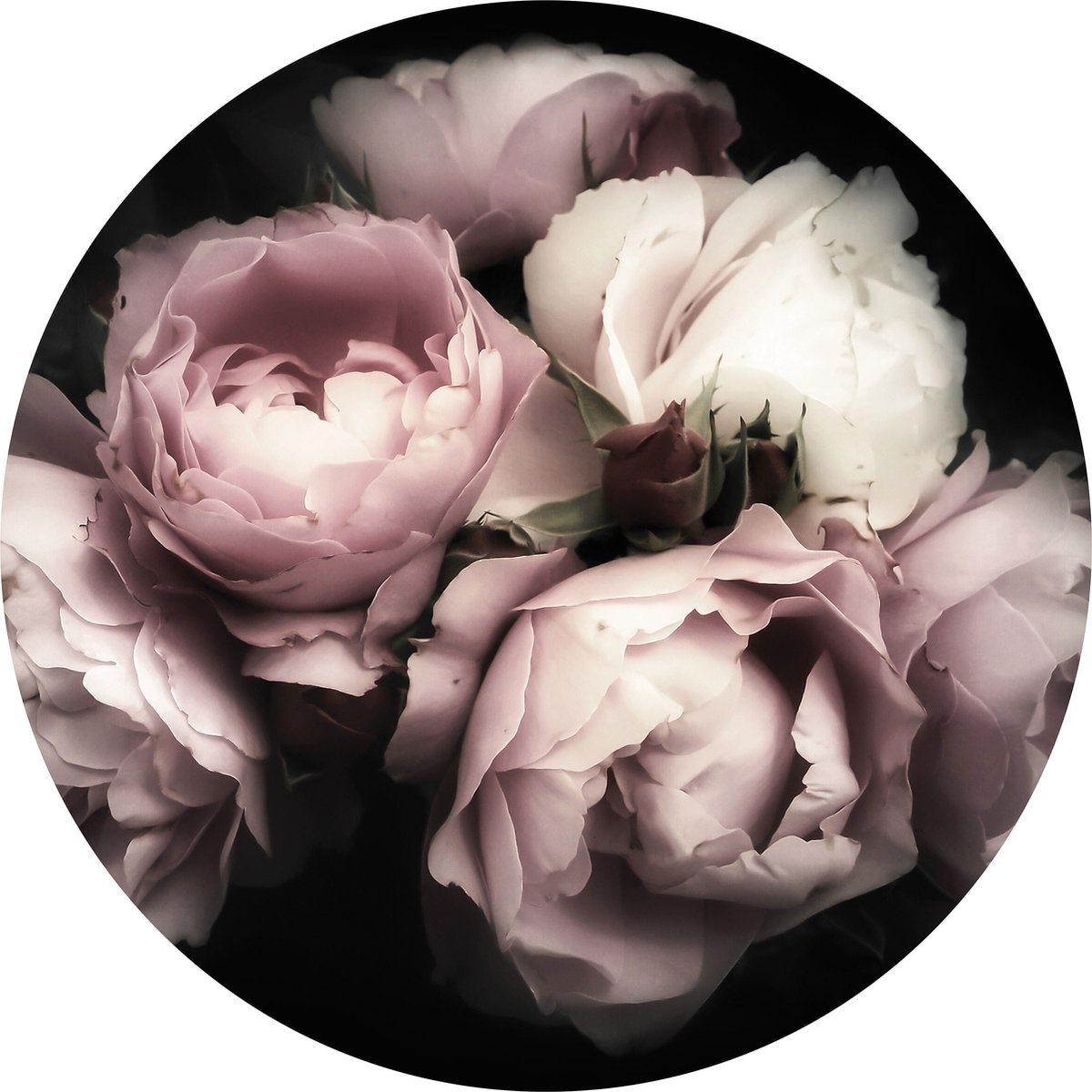 Tizato - Muurcirkel Bloemen Rozen – Wandcirkel Vinyl op Vliesbehang – Ø 146 cm