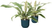Duo Anthurium 'Jungle Bush' in ELHO Vibes (donkerblauw) ↨ 45cm - 2 stuks - hoge kwaliteit planten