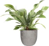 Anthurium 'Jungle Bush' in Mica sierpot Jimmy (lichtgrijs) ↨ 55cm - hoge kwaliteit planten