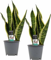 Duo Sansevieria Superba ↨ 35cm - 2 stuks - hoge kwaliteit planten