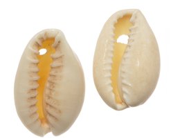 Kauri Schelpjes (15 - 18 mm) Seashell (25 gram / ca. 30 stuks)