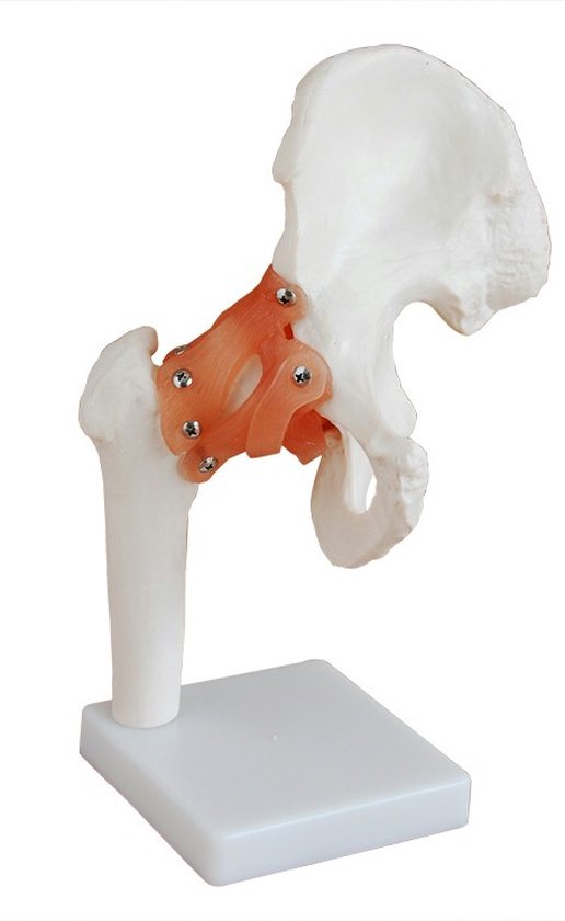 Anatomisch model van de Heup - ware Grootte - met ligamenten - Anatomie studie