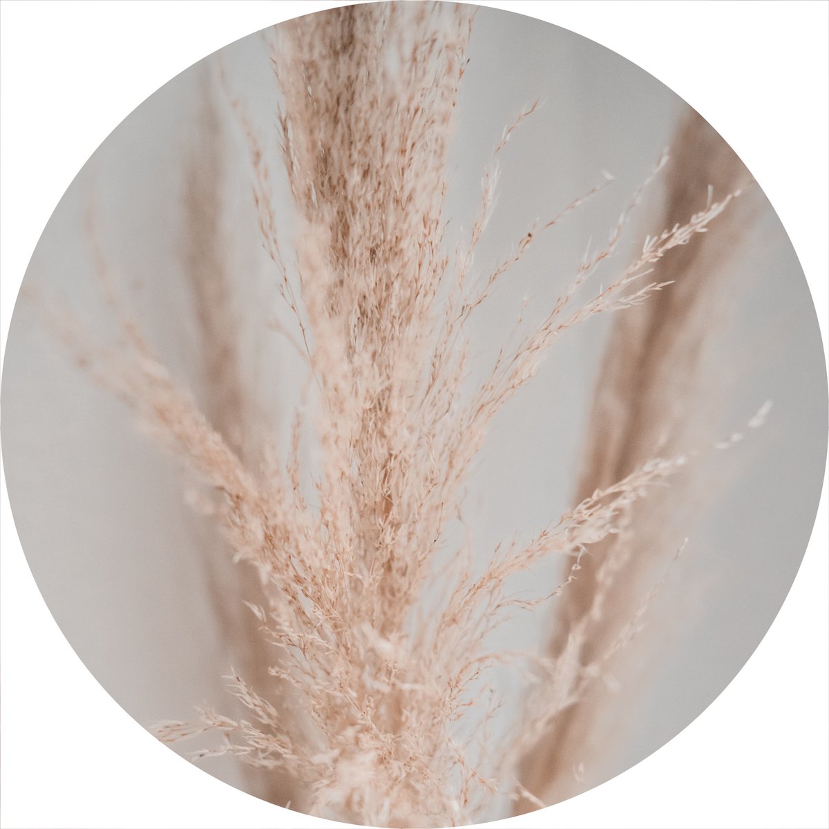 PosterGuru - muurcirkel - voor buiten of binnen - Pampasgras No6 - Natuur - Ø50 cm