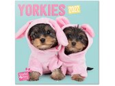 wandkalender 2022 Yorkies 30 x 30 cm turquoise