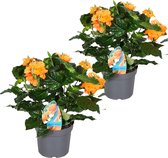 Plant in a Box - Crossandra Fortuna - Set van 2 - Bloeiende kamerplanten - Mooie heldere bloemen - Pot 13cm - Hoogte 20-30cm