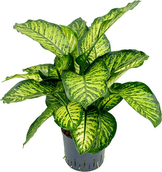 12 mooiste Dieffenbachia soorten op een rijtje 17 Dieffenbachia maroba hydrocultuur plant