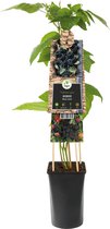 Doornloze Braam Rubus Black Satin 75 cm klimplant