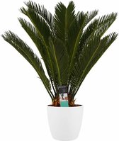 Cycas Revoluta met Elho brussels white ↨ 65cm - hoge kwaliteit planten