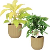 Combi Monstera ‘Monkey Leaf’ en Philodendron “Malay Gold' in ELHO Vibes Fold Round (botergeel) ↨ 40cm - 2 stuks - hoge kwaliteit planten